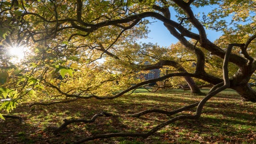 Sunlight shines through a plane tree with autumn colour in the garden at Blickling Estate, Norfolk